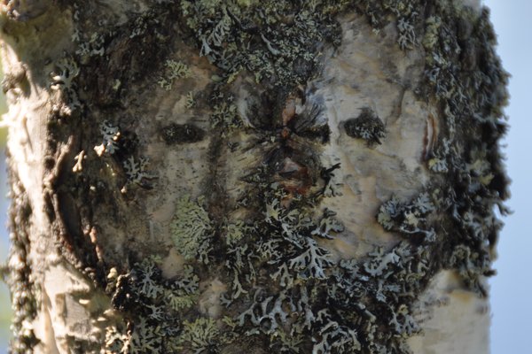 42260 Forside - aktivitetskalender.JPG