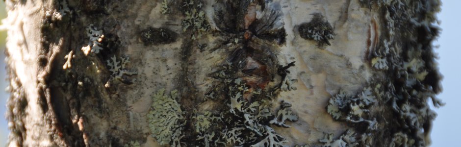 42260 Forside - aktivitetskalender.JPG