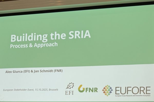 2025.10.27 Nyhet - Treteknisk på Forest Value i Brussel - bilde 1.jpeg