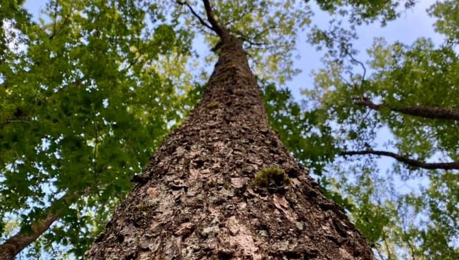 Rapport 92 Forsidebilde - fotograf Skogselskapet.jpg