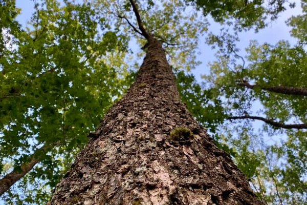 Rapport 92 Forsidebilde - fotograf Skogselskapet.jpg