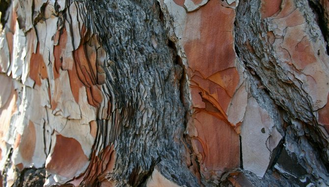 Pinus_canariensis_bark.jpg
